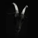 @blackmetal.tiktok