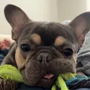 @dubuthefrenchbulldog