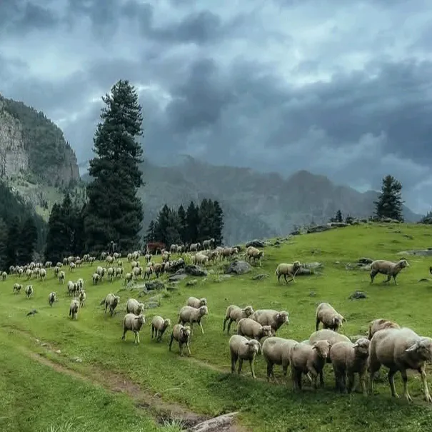 hellokashmir0