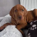 @littlemissindie0