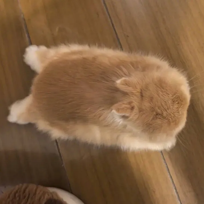 @ilikefatcatsandcandy