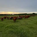 @flat.rock.cattle