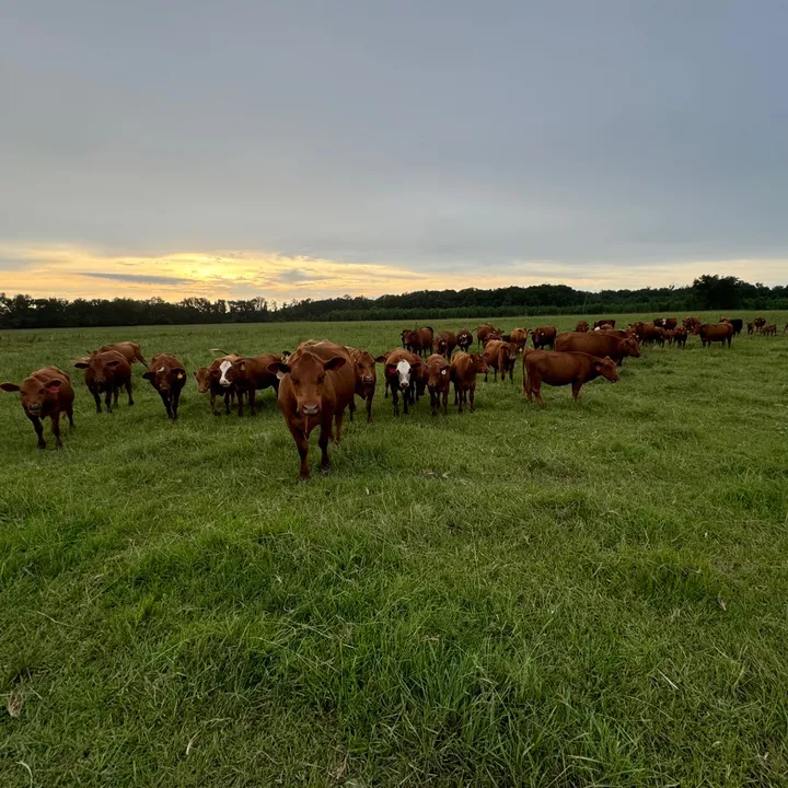 flat.rock.cattle