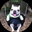 @voxku