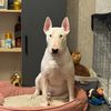 bullterrierdante