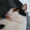 lillche2