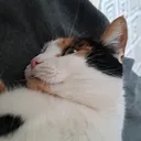 @lillche2