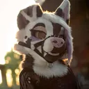 @baileystarpup