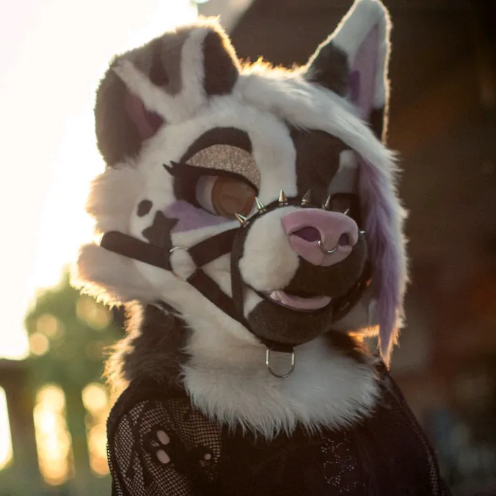 baileystarpup