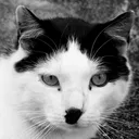 @cat_memes_cat
