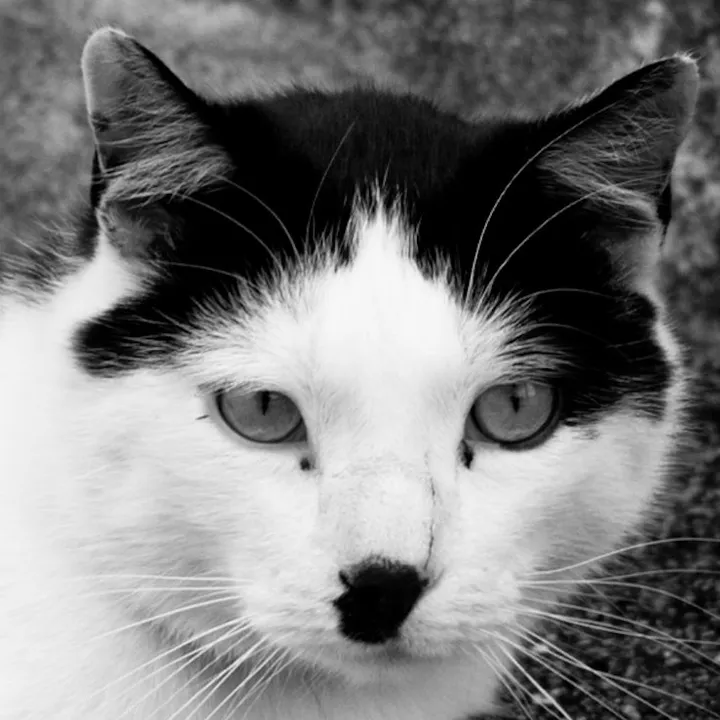 cat_memes_cat