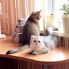 elza_and_myrkes
