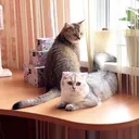 @elza_and_myrkes