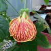 bsu.greenhouse