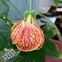 @bsu.greenhouse