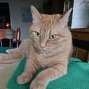 @gail_ihave9lives
