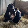 ms_lusitano