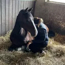 @ms_lusitano