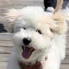 rui_thebichon