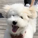 @rui_thebichon