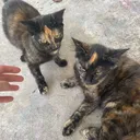 @helpthecats6
