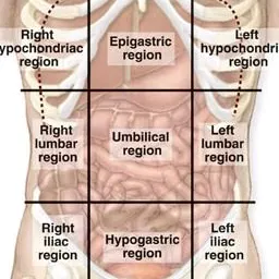 @anatomy8969