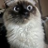 ragdoll.living.in