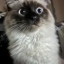 @ragdoll.living.in