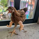 @cluckedupchickens