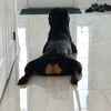 simbathegoodboy