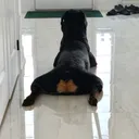@simbathegoodboy