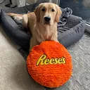 @reesethegoldenretriever