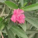 @superman.sigma