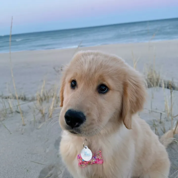 @winterthegoldenn