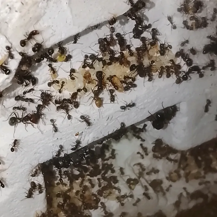 antcategory