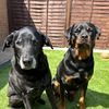 furbabylabs