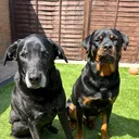 @furbabylabs