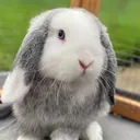 @tedthebunnyx