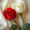 ghazala.riaz8