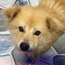 @pet_world_hub