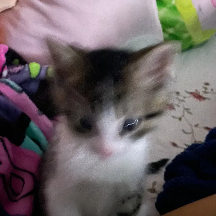 lilygomeow