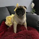 @lizzylapug