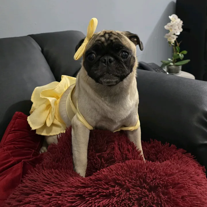 lizzylapug