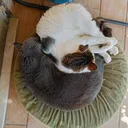 @tsukitrama