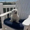 @mildred.the.maltese