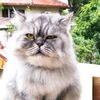 fluffy_thepersiancat