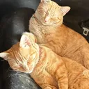 @amri.gatitos