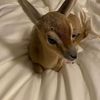 bunnyspitt225