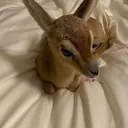 @bunnyspitt225