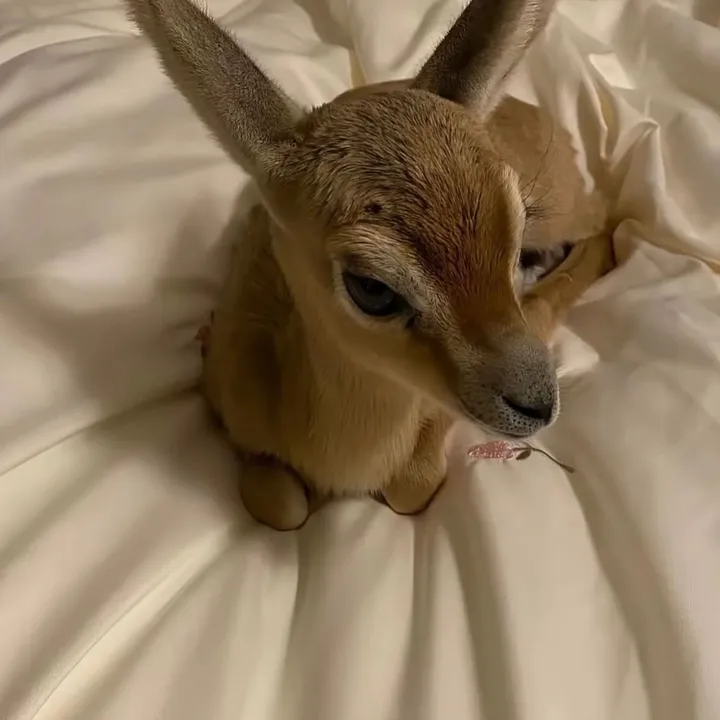 @bunnyspitt225